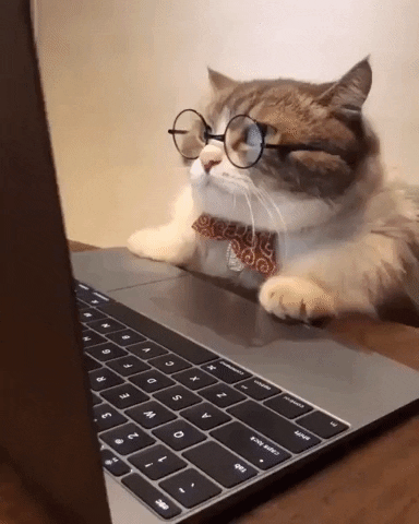 Gif vidéo. Un chat potelé gris et blanc, vêtu de lunettes circulaires et d'un nœud papillon amusant, est assis à une table et regarde l'écran d'un ordinateur portable. Il se penche sur l'écran de l'ordinateur et siffle avec colère, n'aimant pas ce qu'il vient de lire.